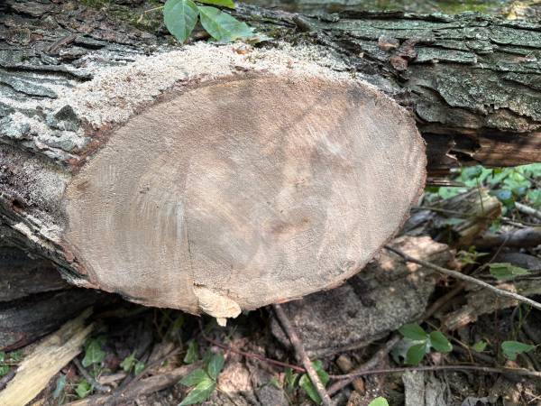 FREE Maple Tree branches Hardwood Lumber Firewood (You Cut Them Up) 1