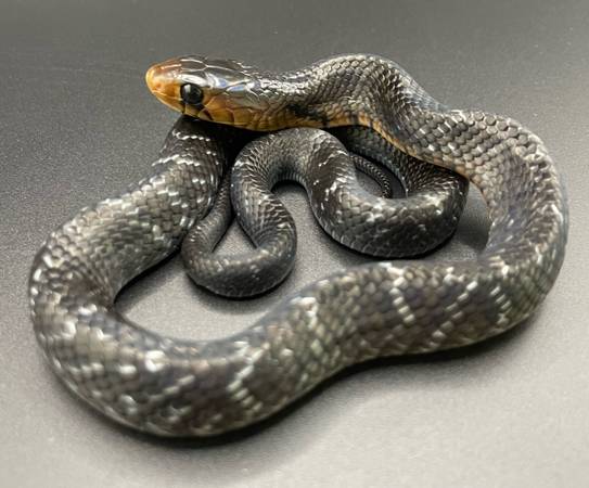 Serpiente indigo de Texas bebé (Oceanside)63894602355331122