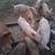 Pigs for sale 3 thumbnail