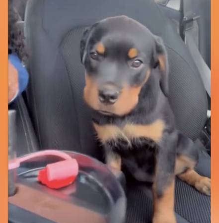 Free Rottweiler puppy (Las vegas)63860184036099121