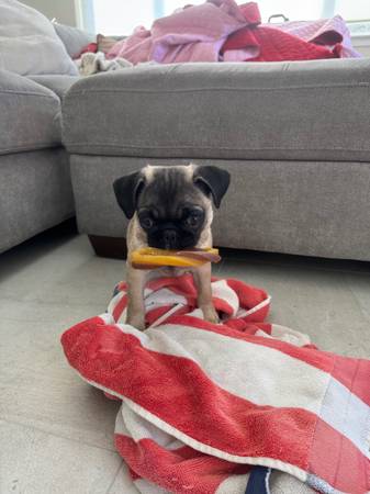 pug puppy 1