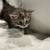 maine coon kittens 10 thumbnail