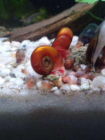 Ramshorn snails rehoming (Marysville)63853557527169120