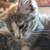 RUSSIAN BLUE KITTENS/ORANGE TABBY 9 thumbnail