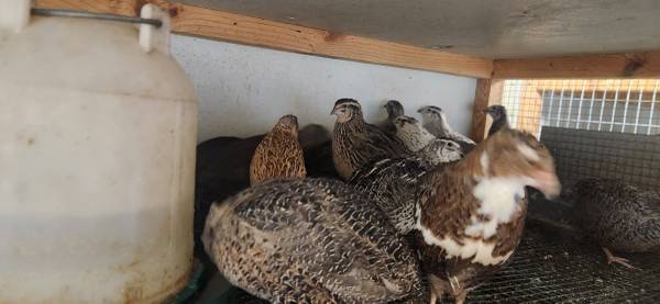 Coturnix quail 1