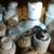 Old Milk Glass Pieces 3 thumbnail