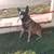 Male Belgian malinois 7 thumbnail