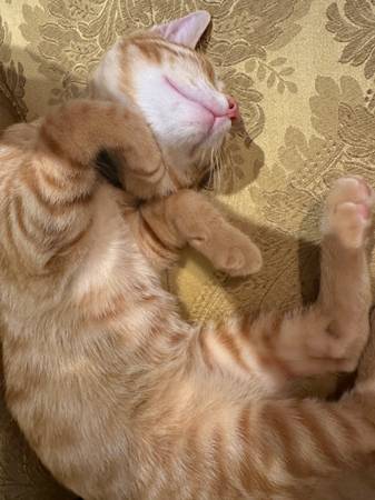 Gatos adorables inseparables para adopción (Middle Village)63297387281283122