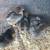 Chicks 3 thumbnail