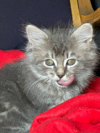 ¡Cinco adorables y mullidos gatitos grises buscan un nuevo hogar amoroso! (Portland)63842530489729121