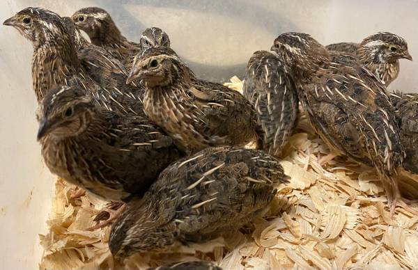 Group of 20 Male Jumbo Japanese Coturnix Quail 1