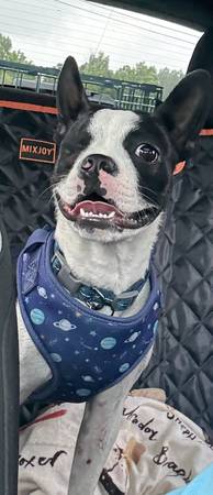 Meet Lewis the Boston Terrier (Dothan)63611946196097121