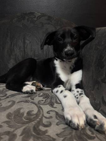 Puppy in need a good loving home 1