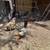 Mini Roosters Alikines, healthy, friendly and beautiful different colo 5 thumbnail