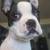 Boston Terrier Puppy 5 thumbnail