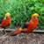 GOLDEN PHEASANT 2 thumbnail