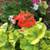 Mature GERANIUM HOUSEPLANTS - Easy Care Plants 2 thumbnail