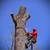 Tree removal n landscaping 1 thumbnail