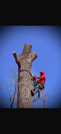 Tree removal n landscaping 1