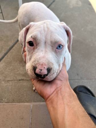 American bully XL pups (Sacramento)63848769503235124