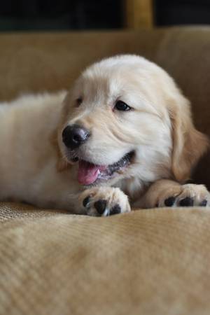 Cachorro macho Golden Retriever (Gilbert)63967146981891122