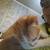 Kittens 10 thumbnail
