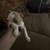 Boston terrier 1 thumbnail