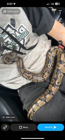 Python real y camaleones (Campo de batalla)63280444108929121