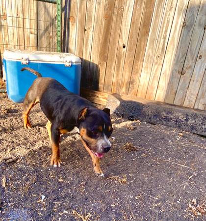 ABKC Female Pocket Bully 1