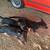 Mascotas/Dog German Shepherd 7 thumbnail