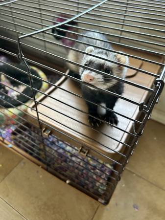 Urgently Needs a Loving Home – Female Ferret “Stinky” 1