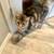 Maine coon kittens for sale 8 thumbnail