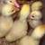 Birds 6 thumbnail