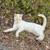 Missing Cat 1 thumbnail