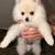 White Pomeranian Ready for Home 6 thumbnail