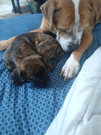 Pitbull Lab mix (River rigde)63904506449794120