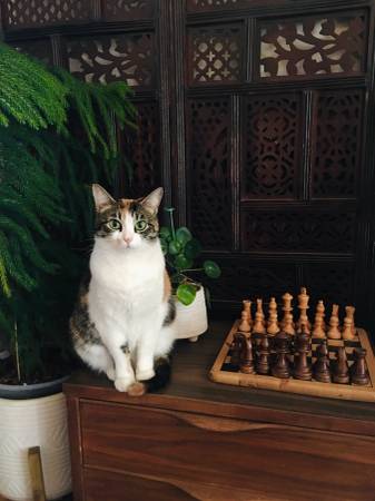 Calico seeks calm, new home (santa cruz)63836593225217122