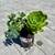 Collection of 4 beautiful varieties of succulents in a gallon pot 1 thumbnail