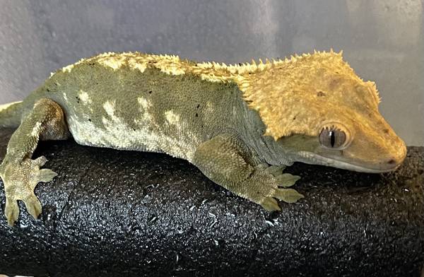 Crested gecko