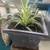 Assorted House Plants - All in Ceramic or Terracotta Pots 7 thumbnail