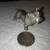 BULLDOG PEWTER ENGLISH BRITISH VICTORIAN FIGURINE 6 thumbnail