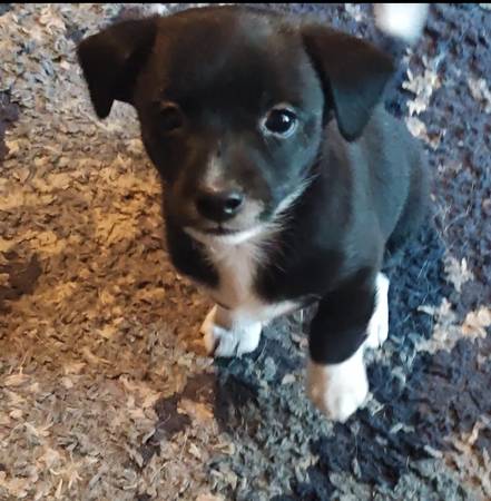 Chiwennie (Modesto)63611939800195121
