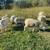 Commercial ram lambs 3 thumbnail