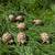 Sulcata Tortoise Hatchlings - $40 1 thumbnail