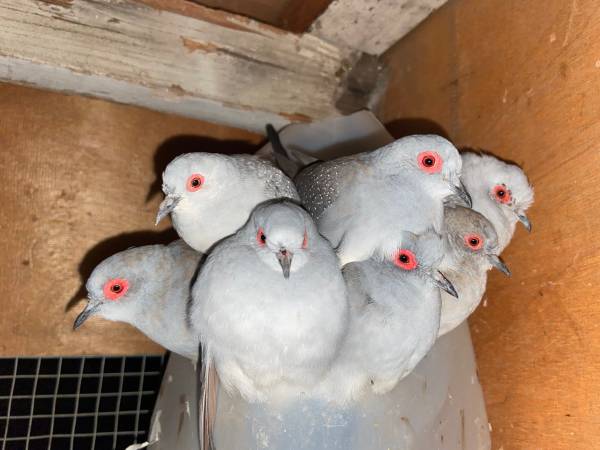 Diamond Doves 1
