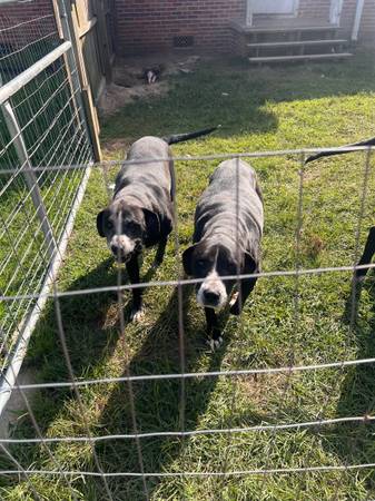 Great Dane, black mouth curr, American bulldogs63885277410435122