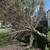 Land Clearing & Tree Removal 6 thumbnail