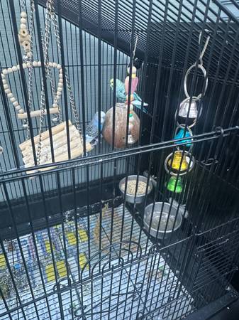 Pair ( birds) Parakeet 1