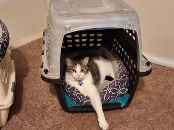 Lost Cat (Royal Oaks)64009563652481121