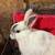 Mini Rex rabbit 2 thumbnail